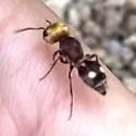 Pseudomethoca quadrinotata - photo 4