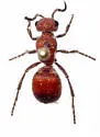 Pseudomethoca sanbornii - Pseudomethoca sanbornii