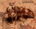 Pseudomethoca scaevolella