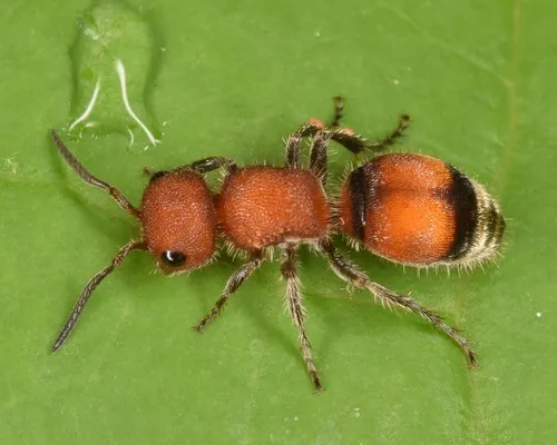 Pseudomethoca simillima - photo 2