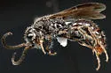 Pseudomethoca torrida
