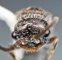 Pseudomethoca torrida - photo 3