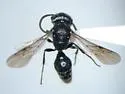 Pseudomethoca torrida - photo 4