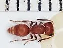 Pseudomethoca torrida - photo 5