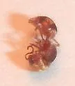 Pseudomethoca toumeyi - photo 2
