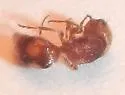 Pseudomethoca toumeyi - photo 3