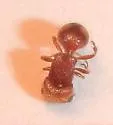 Pseudomethoca toumeyi - photo 4