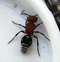 Pseudomethoca wickhami - photo 2
