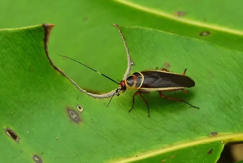 Pseudomops interceptus