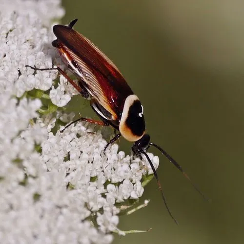 Pseudomops neglectus