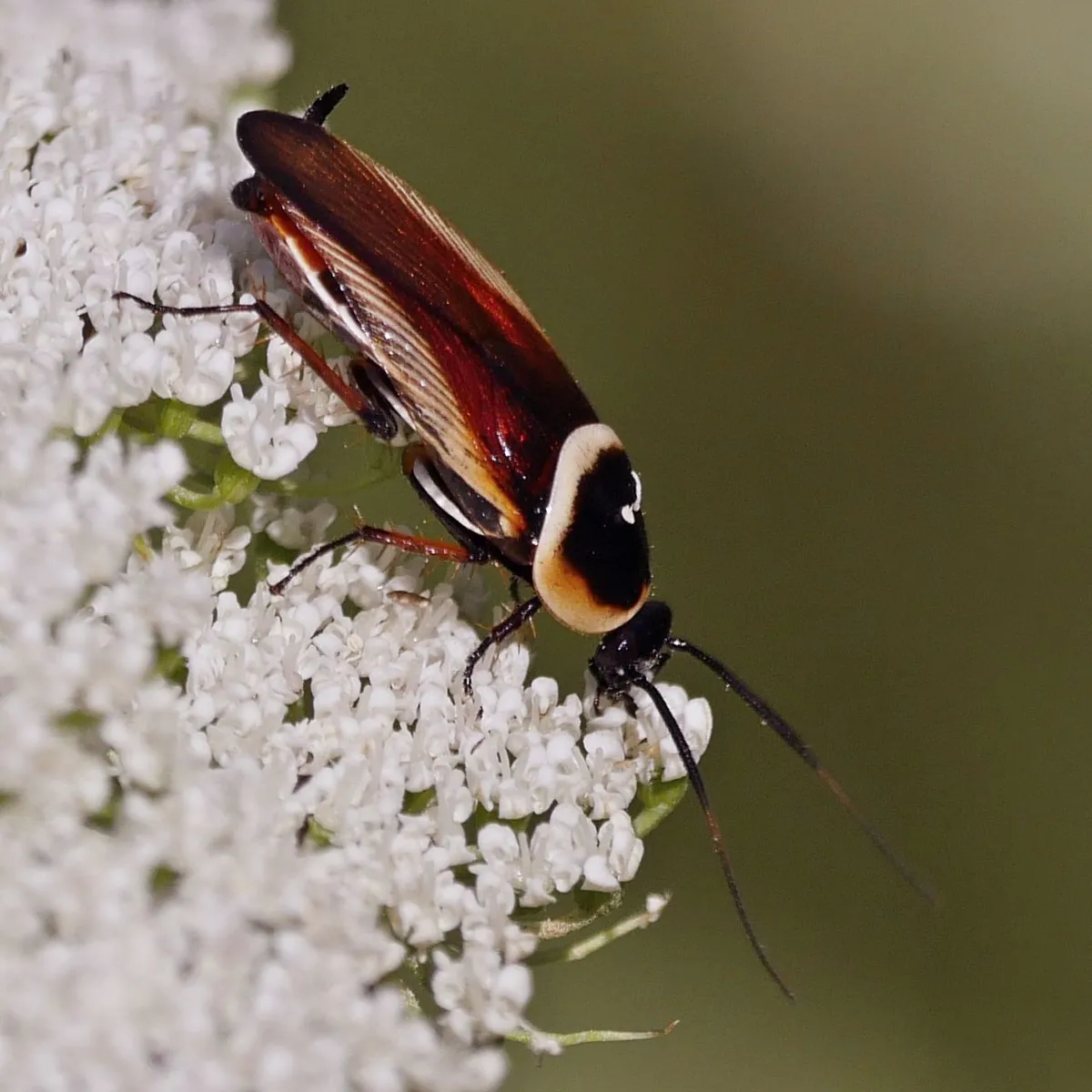 Pseudomops neglectus - photo 3
