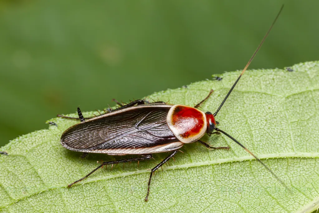 Pale Bordered Field Cockroach