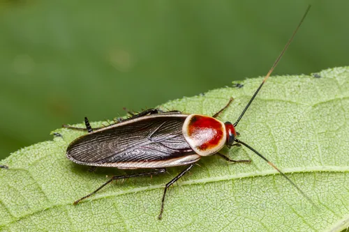 Pale Bordered Field Cockroach - photo 3
