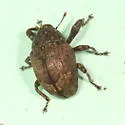 Pseudomopsis inflata - Pseudomopsis inflata