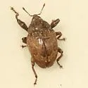 Pseudomopsis inflata - photo 2