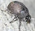Pseudomopsis inflata - photo 4