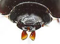 Pseudomorpha alleni - photo 2