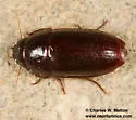 Pseudomorpha alleni - photo 3