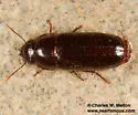 Pseudomorpha augustata - photo 3
