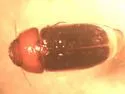 Pseudomorpha excrucians