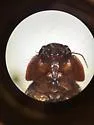 Pseudomorpha excrucians - photo 3