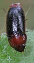 Pseudomorpha excrucians - photo 4