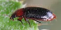 Pseudomorpha excrucians - photo 5