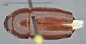 Pseudomorpha hubbardi
