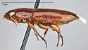 Pseudomorpha hubbardi - photo 3