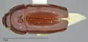 Pseudomorpha hubbardi - photo 4