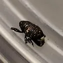 Pseudomus sedentarius - photo 2