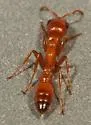 Apache Twig Ant