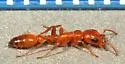 Apache Twig Ant - photo 2