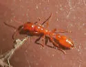 Apache Twig Ant - photo 3