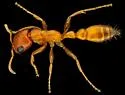 Apache Twig Ant - photo 4
