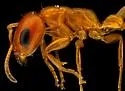 Apache Twig Ant - photo 5