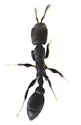 Pseudomyrmex caeciliae