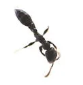 Pseudomyrmex caeciliae - photo 2