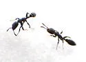 Pseudomyrmex caeciliae - photo 3