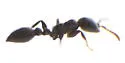 Pseudomyrmex caeciliae - photo 4