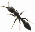 Pseudomyrmex caeciliae - photo 5
