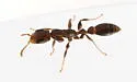 Cuban Twig Ant