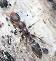 Cuban Twig Ant - photo 2
