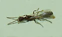 Cuban Twig Ant - photo 5