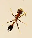 Pseudomyrmex ejectus
