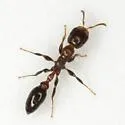 Pseudomyrmex ejectus - photo 2