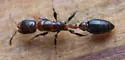 Pseudomyrmex ejectus - photo 3