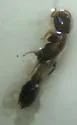 Pseudomyrmex ejectus - photo 4