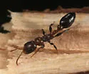 Pseudomyrmex ejectus - photo 5