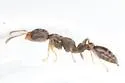 Pseudomyrmex elongatus